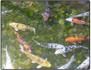 Koi Ponds